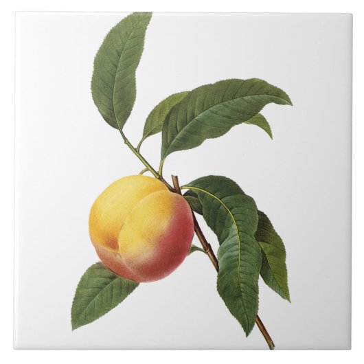 Pierre-Joseph Redouté Vintage Fliese (Vorderseite)