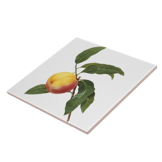 Pierre-Joseph Redouté Vintage Fliese (Seite)