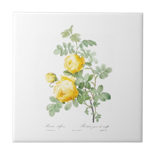 PIERRE-JOSEPH REDOUTÉ "YELLOW ROSE" KERAMIK TITEL FLIESE (Vorderseite)