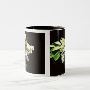 Pierus Japonica (Andromeda) blüht Tasse