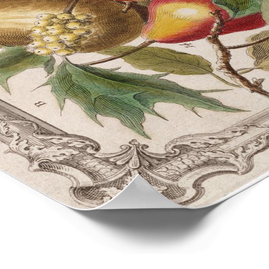 Pieter Casteels, Zwölf Monate Obst" Januar Poster (Ecke)