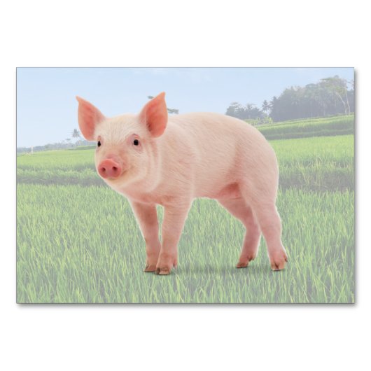 Pig ABA Tact Labeling Flashcard | Picture Card Tischnummer (Vorderseite)