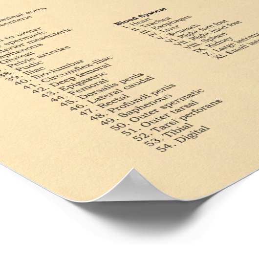 Pig Artery Veterinary Anatomy Chart Poster (Ecke)