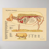 Pig Artery Veterinary Anatomy Chart Poster (Vorne)