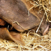 PIG-Einladung Einladung