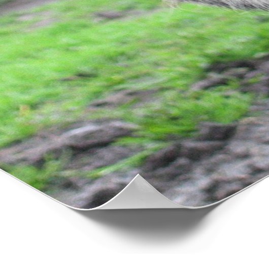 Pig Face Poster (Ecke)