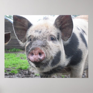 Pig Face Poster