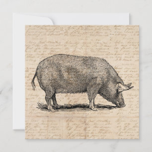 Pig Illustration Stil antiker Art Script