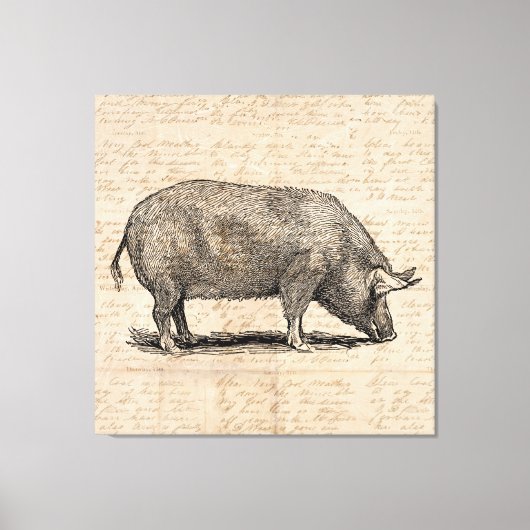 Pig Illustration Stil antiker Art Script Leinwanddruck (Vorderseite)