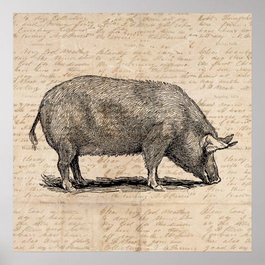 Pig Illustration Stil antiker Art Script Poster (Vorne)