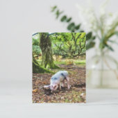Pig Oil Painting Style Postkarte (Stehend Vorderseite)