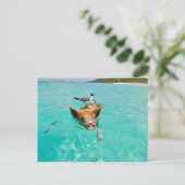 PIG SEAGULL SEA FUN POSTCROSSING POSTKARTE (Stehend Vorderseite)