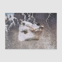 Pig Skull Graue Vintage Farm Textur Decoupage