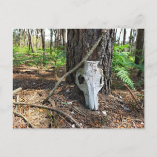 pig skull in the forest - caveira de porco postkarte