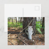 pig skull in the forest - caveira de porco postkarte (Vorne/Hinten)