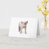 Pig Standing Looking Up Karte (Gelbe Blume)
