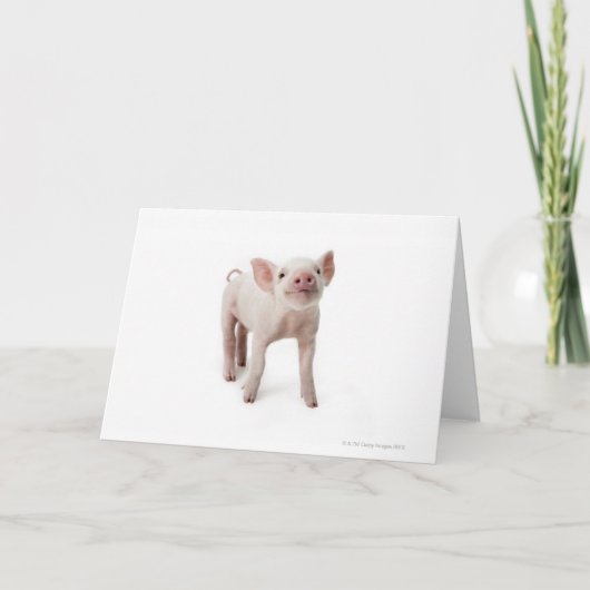 Pig Standing Looking Up Karte (Vorderseite)
