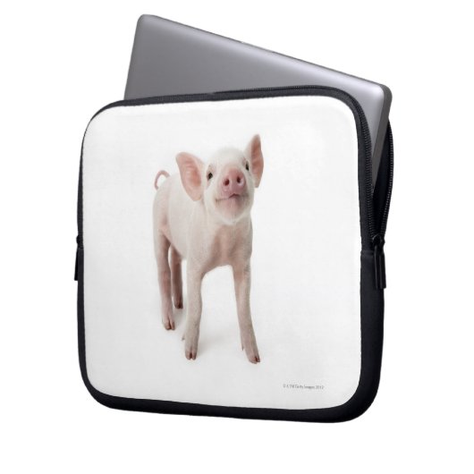 Pig Stehend nachsehen Laptopschutzhülle (Vorderseite Links)
