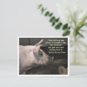 Pig Wisdom - ringen Postkarte (Stehend Vorderseite)