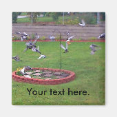 Pigegons Flying Bird Feeder Yard Magnete Magnet (Vorne)