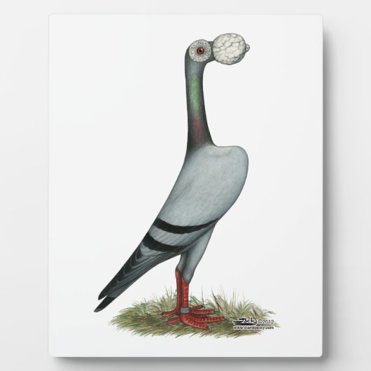 Pigeon 2012 fotoplatte (Vorderseite)