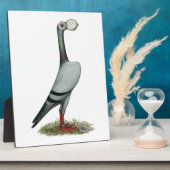 Pigeon 2012 fotoplatte (Seite)