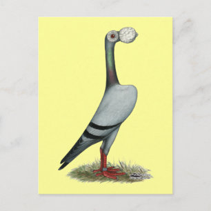 Pigeon 2012 postkarte