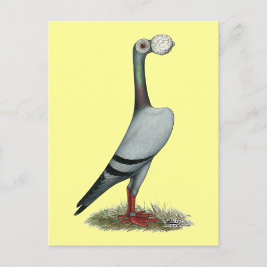 Pigeon 2012 postkarte (Vorderseite)