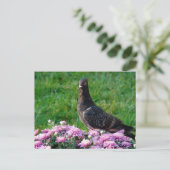 Pigeon and Mums Postkarte (Stehend Vorderseite)