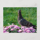 Pigeon and Mums Postkarte (Vorderseite)