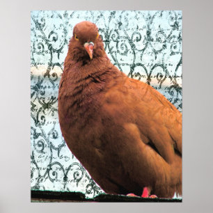 Pigeon Art Poster