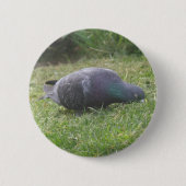Pigeon Button (Vorderseite)