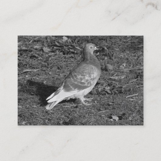  Pigeon BW Visitenkarte (Vorderseite)