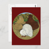 Pigeon Combo Postkarte (Vorne/Hinten)