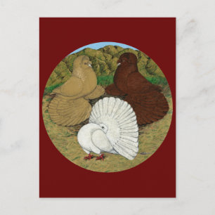 Pigeon Combo Postkarte