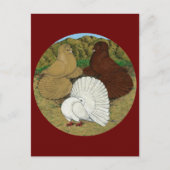 Pigeon Combo Postkarte (Vorderseite)