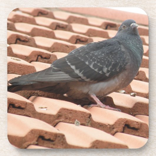 Pigeon Cork Untersetzer (Vorderseite)
