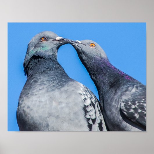 Pigeon Couple Kissing Poster (Vorne)