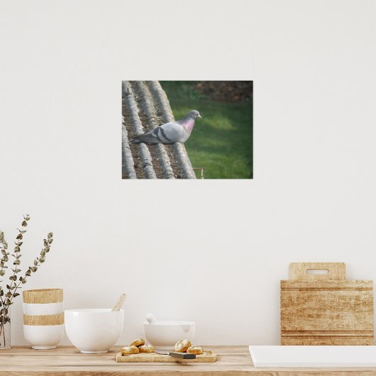 Pigeon-Druck Poster (Küche)
