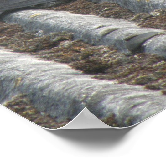 Pigeon-Druck Poster (Ecke)