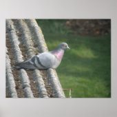 Pigeon-Druck Poster (Vorne)