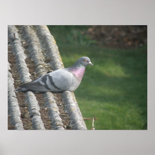 Pigeon-Druck Poster (Vorne)