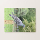 Pigeon Duncan Terrace Gardens Islington London UK Puzzle (Horizontal)