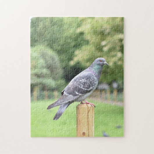 Pigeon Duncan Terrace Gardens Islington London UK Puzzle (Vertikal)