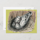 Pigeon Family Postkarte (Vorne/Hinten)