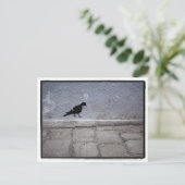 Pigeon Graffiti Postcard Postkarte (Stehend Vorderseite)