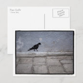 Pigeon Graffiti Postcard Postkarte (Vorne/Hinten)