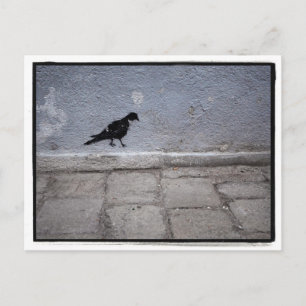 Pigeon Graffiti Postcard Postkarte