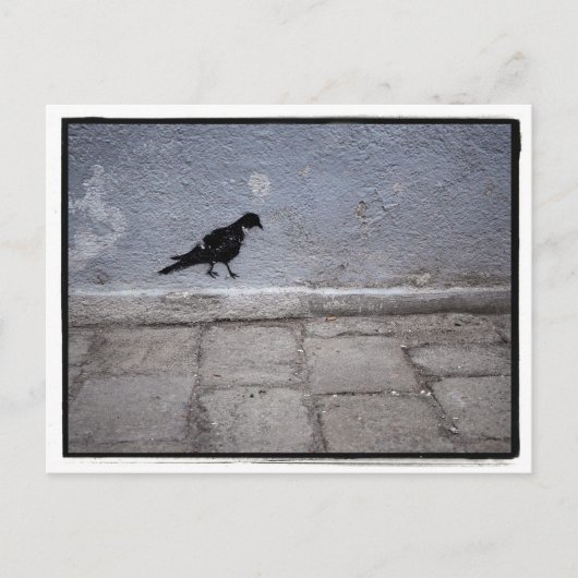 Pigeon Graffiti Postcard Postkarte (Vorderseite)