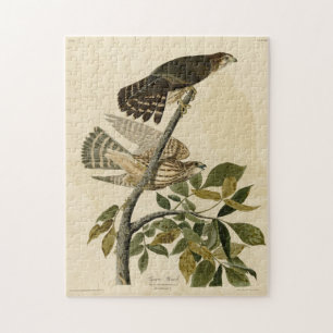 Pigeon Hawk (Merlin) - Audubons Vögel von Amerika Puzzle